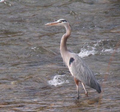 [Heron standing in river with turbulent water up to about its knees.]